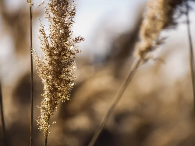 поле, цвет, природа, макро, растения, трава, колоски