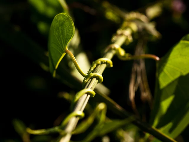 вьющееся растение, dof, свет, стебель, bokeh, plant, боке, макро, растение