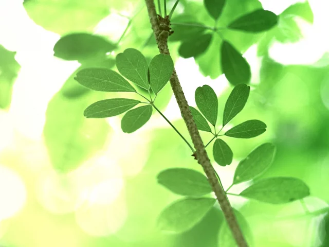 nature, ветка, лето, деревья, зелень, макро, листья, природа