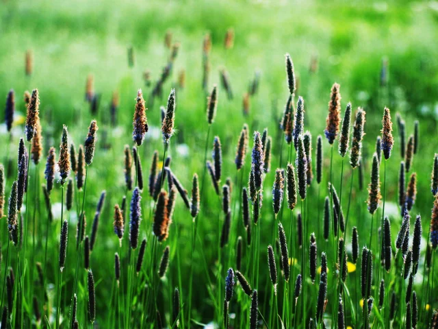 вверх, green, колоски