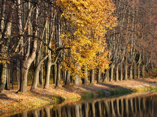 лес, листва, осень