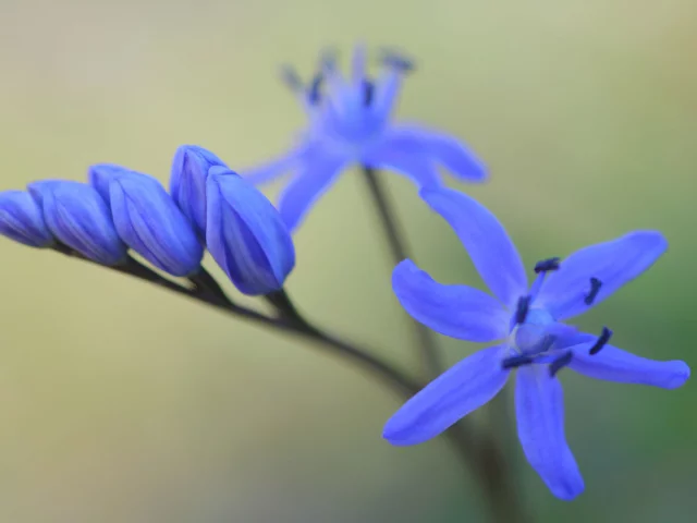 первоцвет, цветок, подснежник, весна, макро, бутоны, пролеска, scilla bifolia, цветы, синий