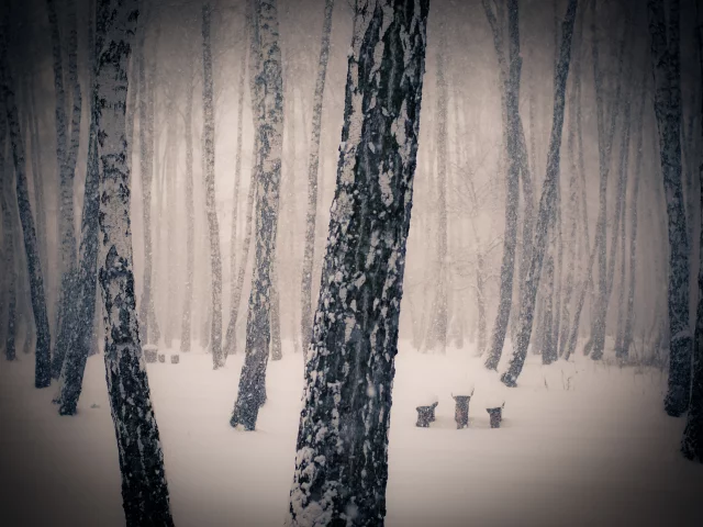 лес, деревья, снег, зима
