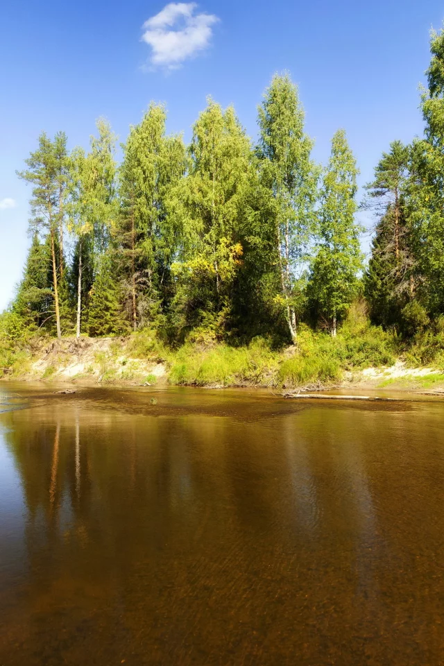 деревья, лес, река, течение, русло