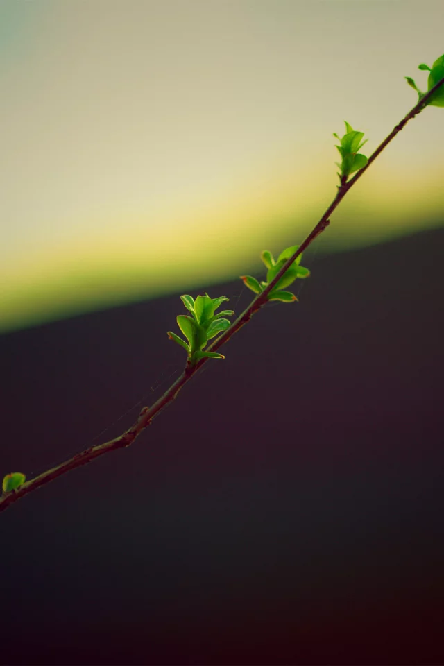 twig, ветка, дерево, природа