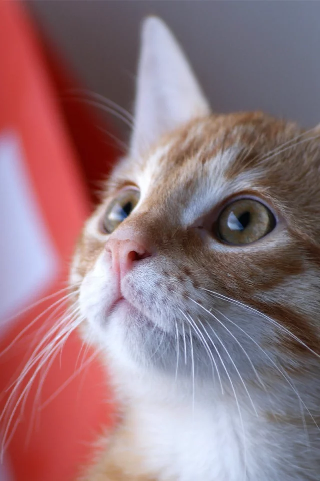 kitty, швейцария, котенок, кот