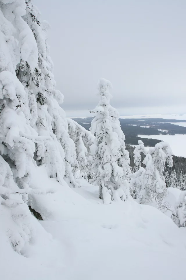 горы, лес, зима