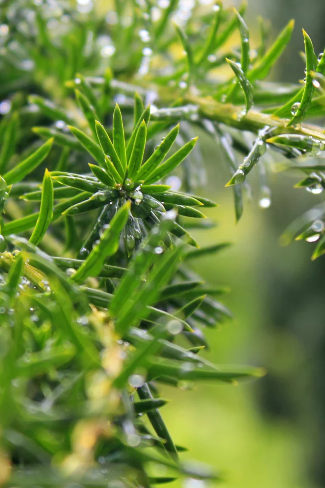 листья, leaves, nature, природа, water drops, macro, bokeh, боке, 2560x1600, капли воды, макро, greenery, зелень