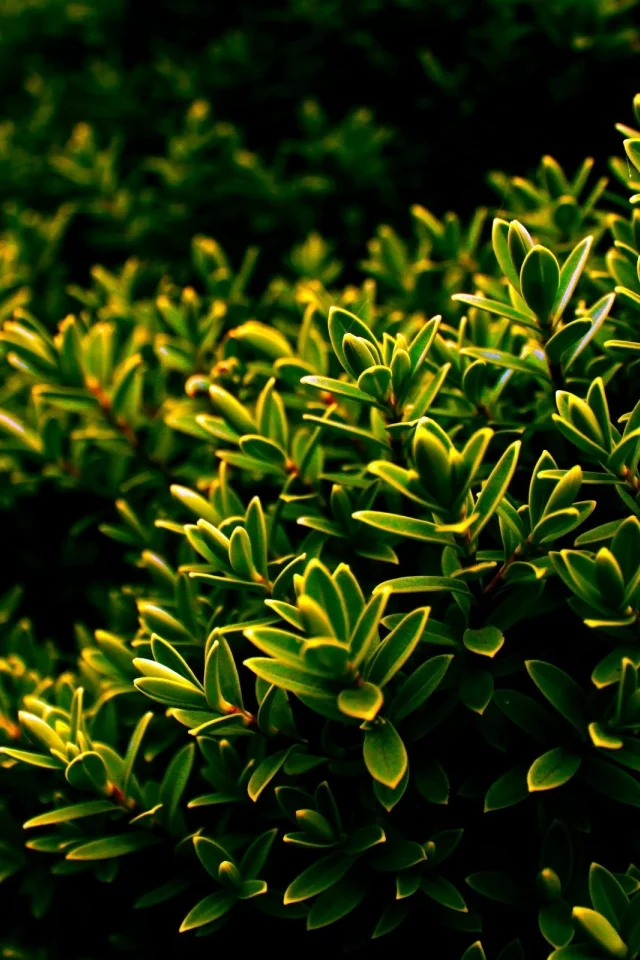 природа, листочки, листья, куст, зелень, nature, кустарник