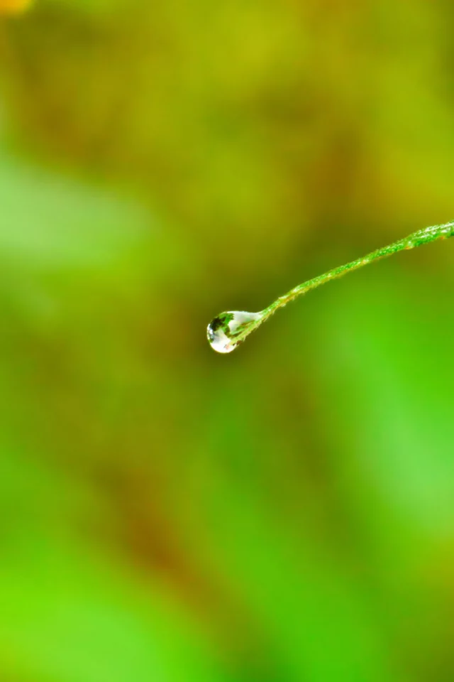 water, лист, drop, капля, воды