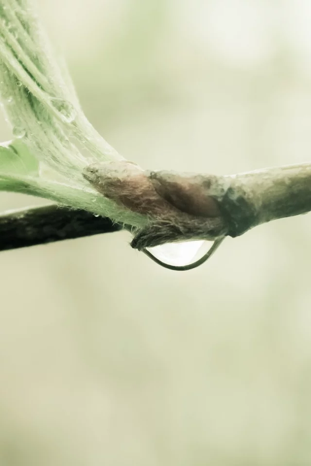 water drop, природа, sprout, nature, ветка, macro, branch, макро, 2560x1600, капля воды, росток