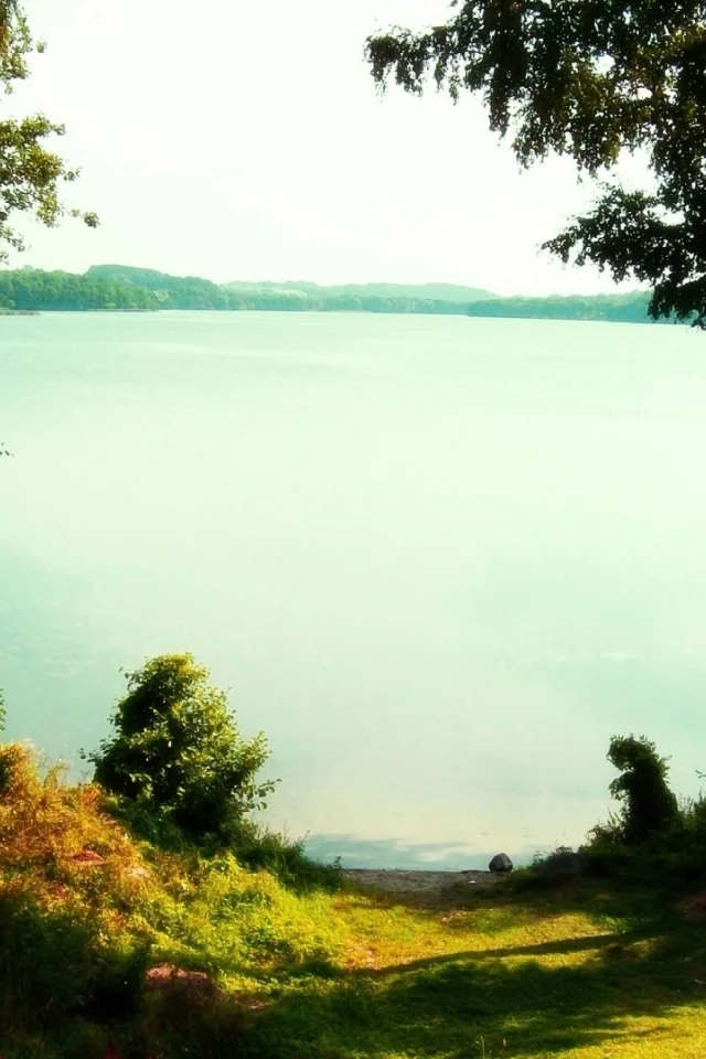 озеро, березы, вода