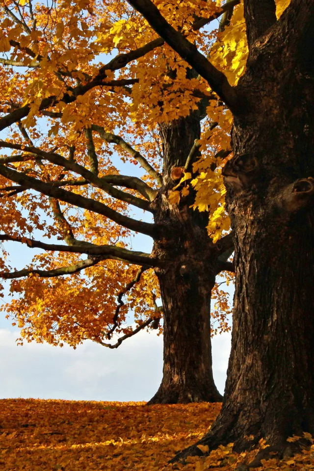 деревья, листья, осень