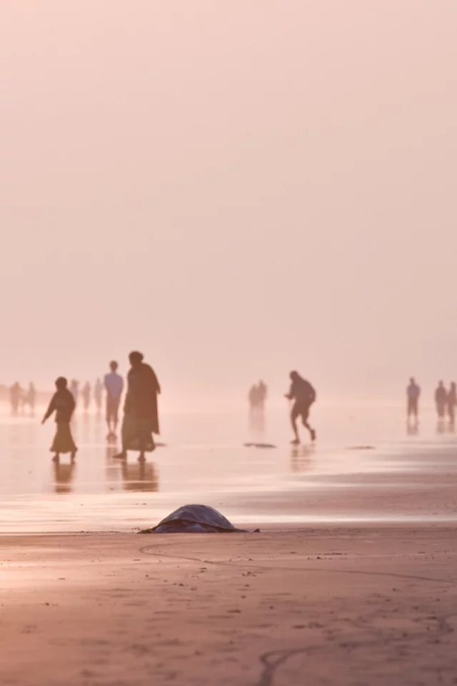 утро, черепахи, море, пляж