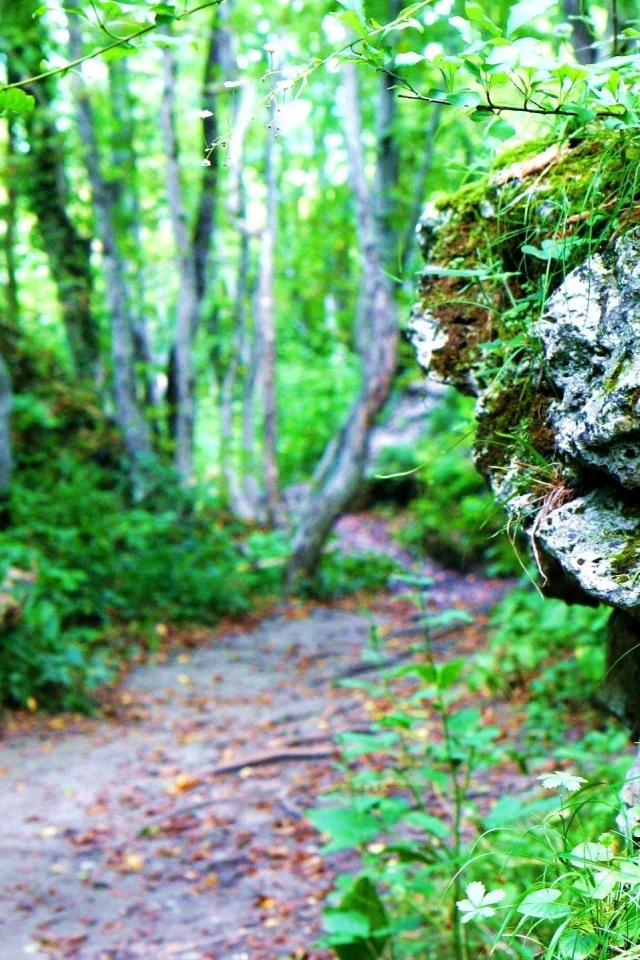 природа, тропинка, зелень, камни, трава, весна, лес, скалы