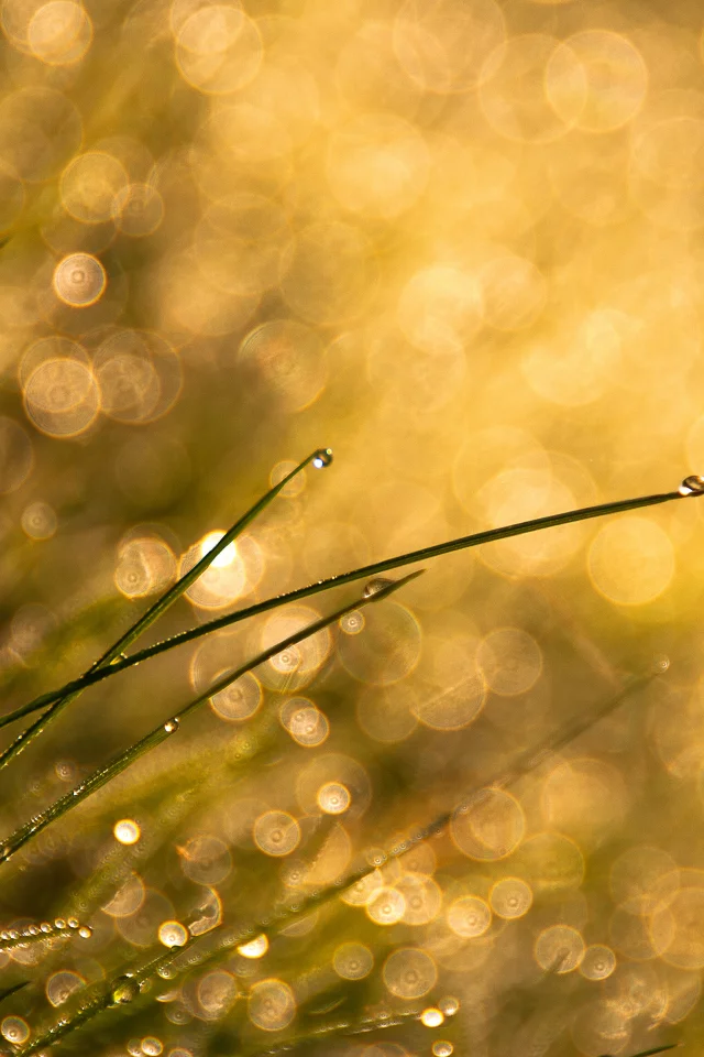 капли, bokeh, трава
