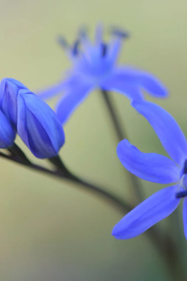 первоцвет, цветок, подснежник, весна, макро, бутоны, пролеска, scilla bifolia, цветы, синий