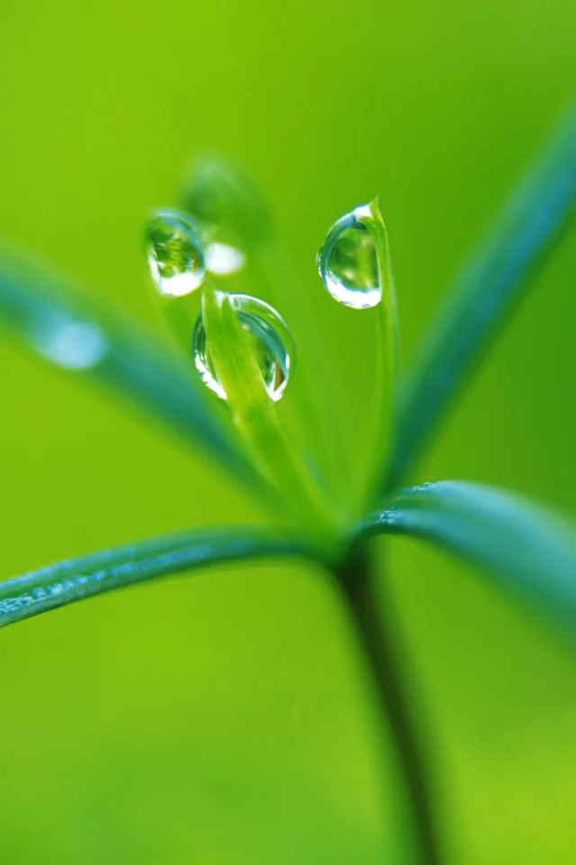 green, росток, капли, растение, макро, зеленый
