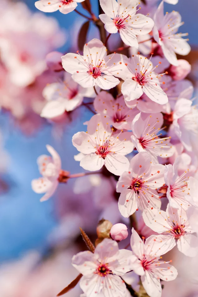 cherry blossoms, макро, весна