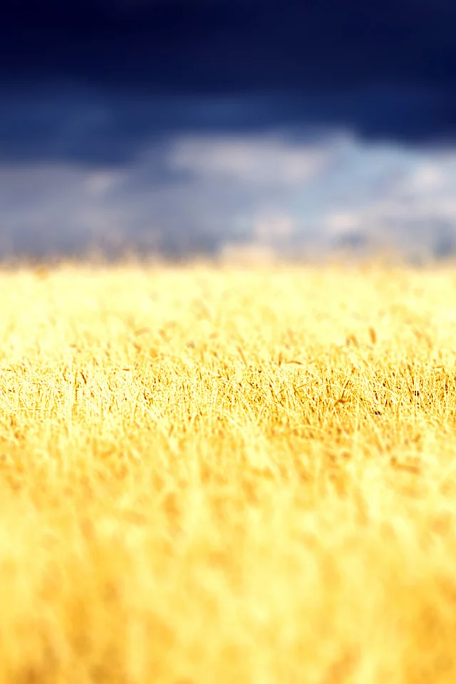 облака, clouds, field, пшеница, небо, nature, пейзаж, landscape, wheat, растение, 2560x1600, природа, поле, колоски, sky, plant