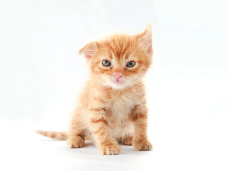 котенок, рыжий, кот, чудик