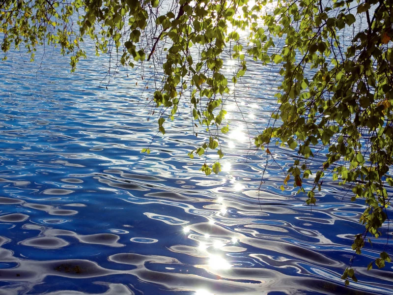 вода, река, листья, свет, ветки, солнце