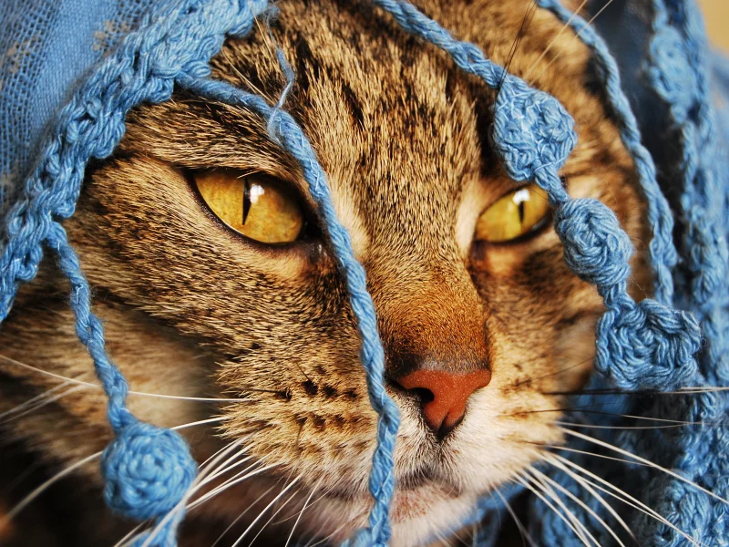 красивое котэ, глаза, накидка, нос