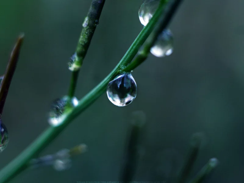 капли, green drop, ветка