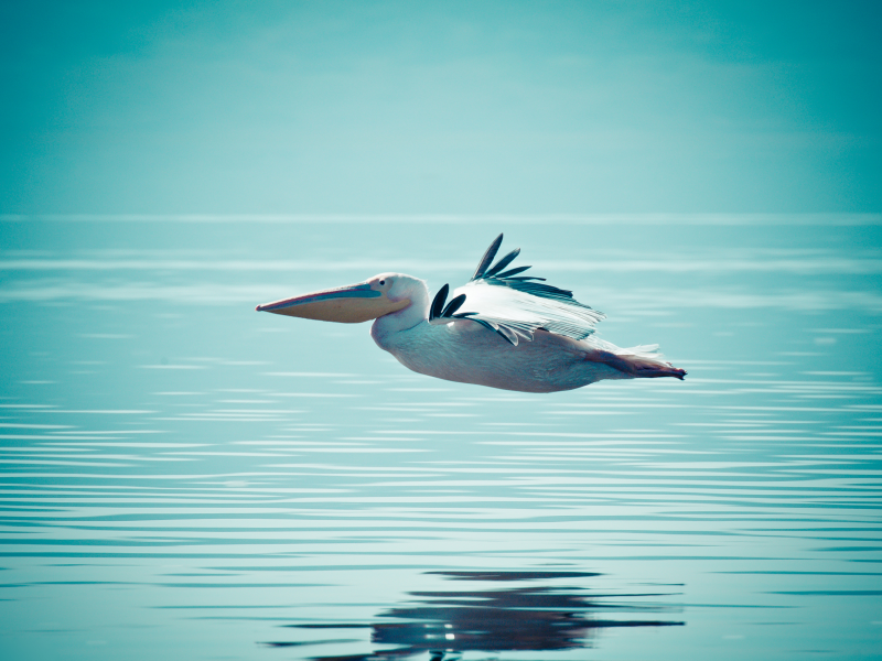 вода, полёт, пеликан