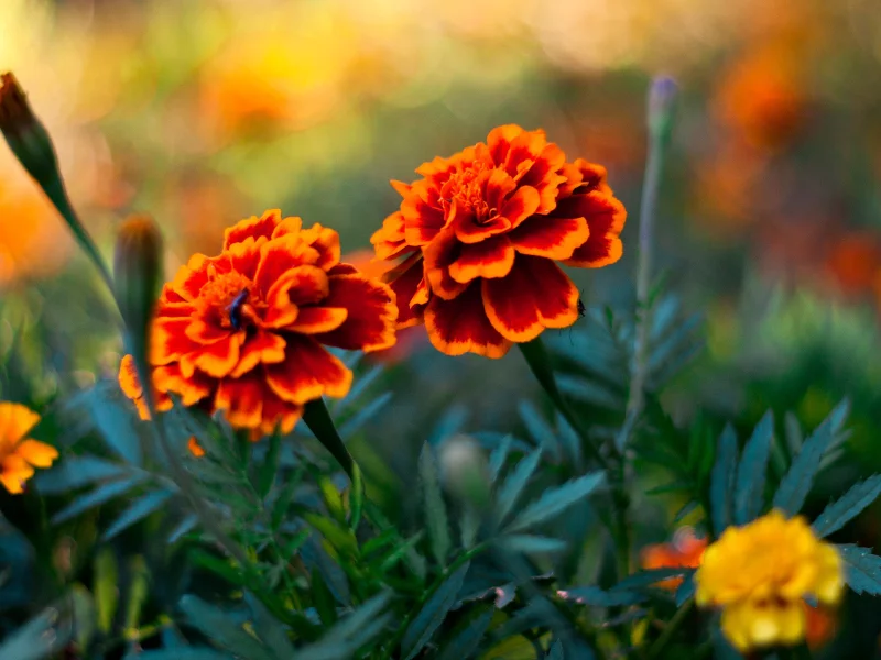flowers, бутоны, трава, лепестки