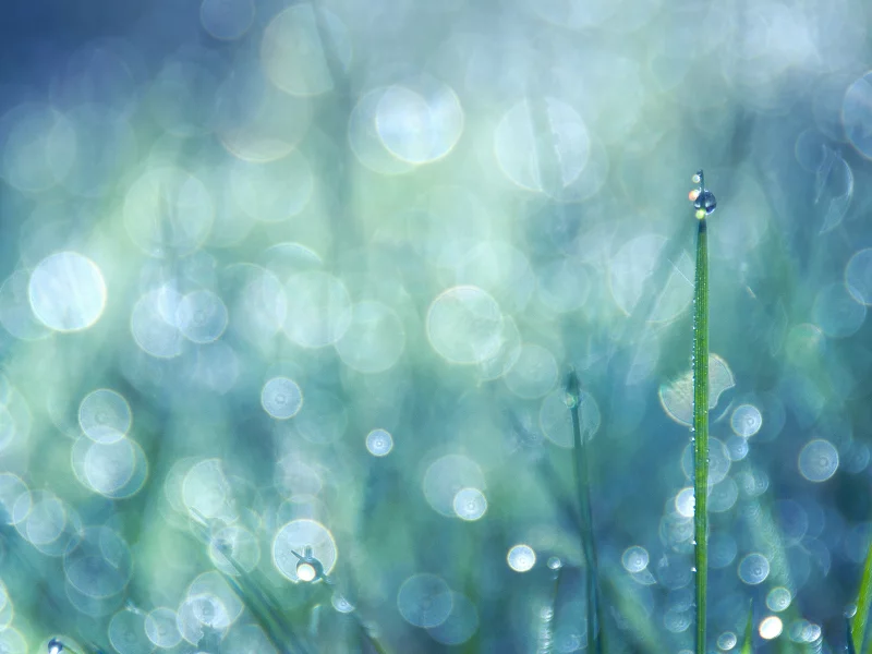 bokeh, капли, трава