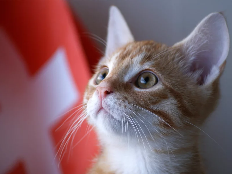 kitty, швейцария, котенок, кот