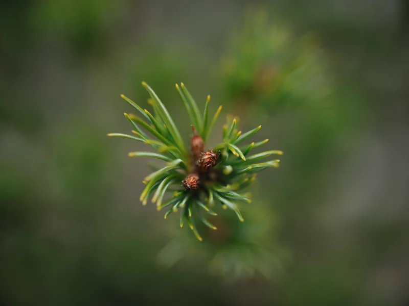 зеленый, green, ветка, ель, цвет, растения, фото, хвоя, wallpapers, иголки, природа, зелень, макро