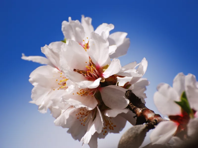 nature, цветы, цветение, flowers, лепестки, яблоня, природа, ветка