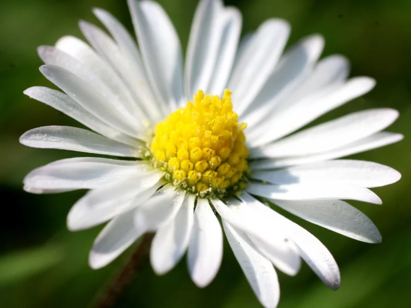 весна, цветение, лепестки, растение, ромашка, flower, цветок, природа