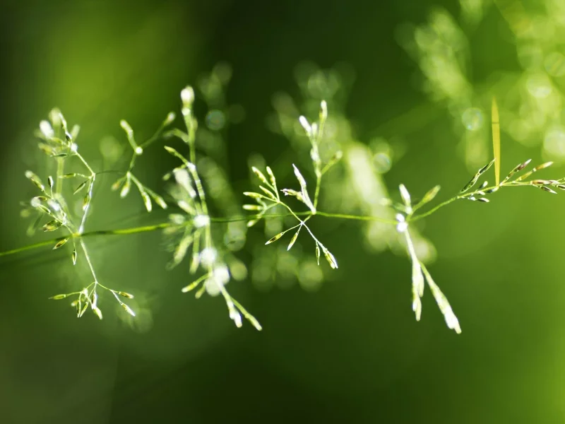 цвет, макро, растение, green, зелень, трава