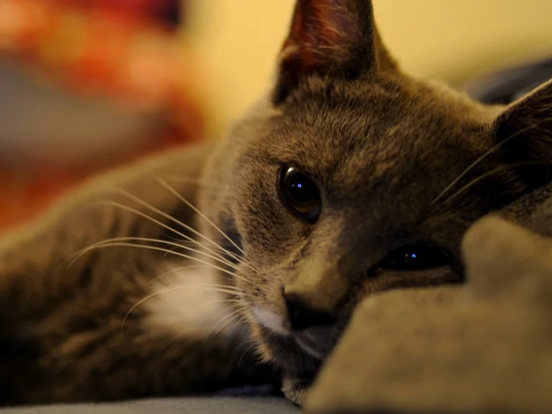 взгляд, отдых, кошка, кот
