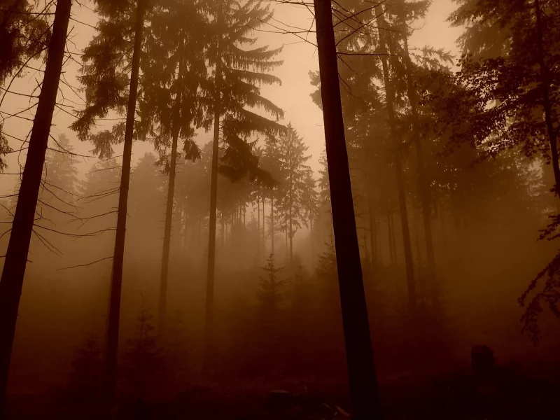 лес, деревья, обои, фотографии, природа