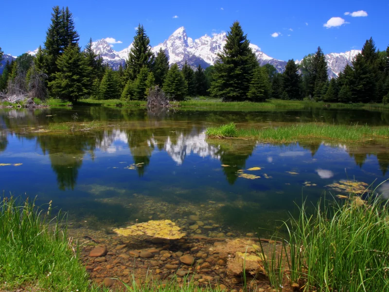 grand teton, national park, лес, пейзаж, озеро, горы, природа