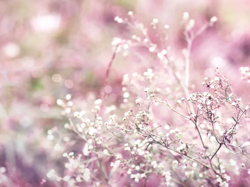 растение, bokeh, розовый