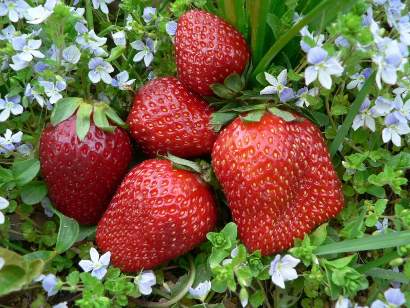 цветы, клубника, натюрморт
