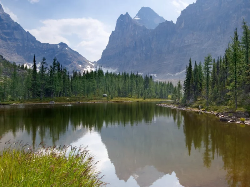 озеро, moor lakes, лес, canada, природа, горы, yoho national park