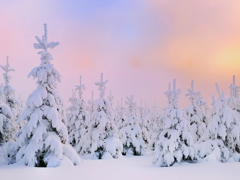 снег, зима, рассвет, елки