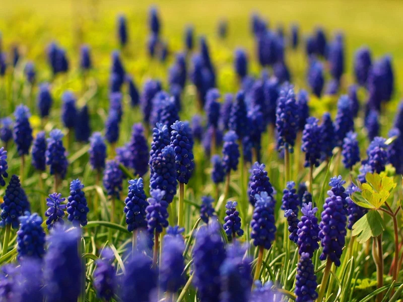 природа, весна, muscari, синий, цветы, мускари