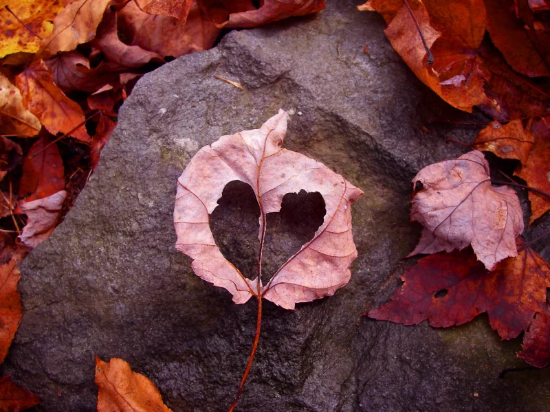 земля, камень, рамка, осень, чувство, heart, листья, лист, love, любовь