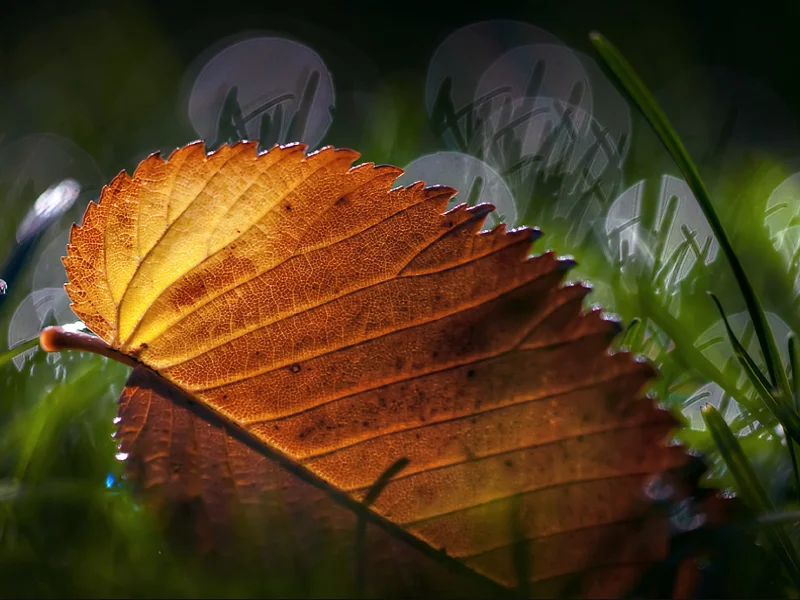 листик, макро, трава, leaves