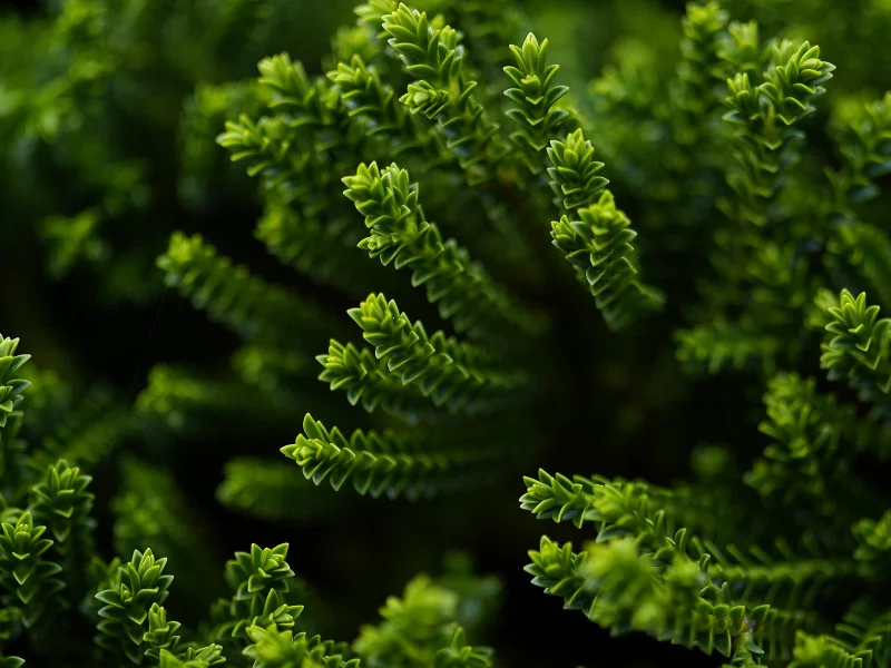 green, зелень, ветки
