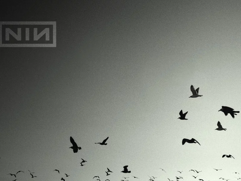 nin, nine inch nails, птицы, музыка, music, birds