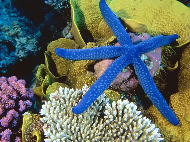 кораллы, подводный мир, морская звезда, underwater, море