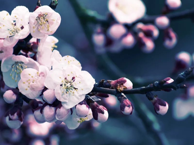 макро, flowers, лепестки, природа, цветы, абрикос, bloom, почки, ветка